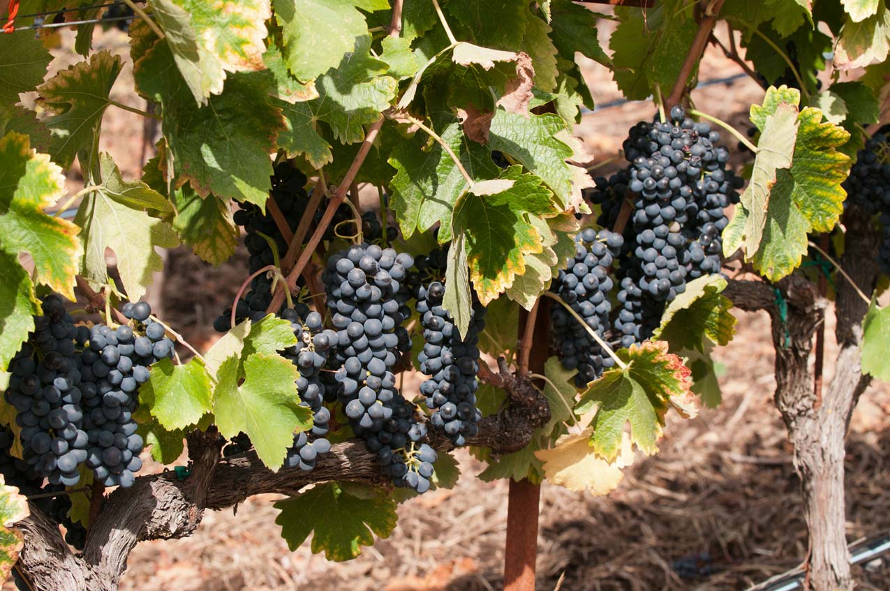 Grapes close up