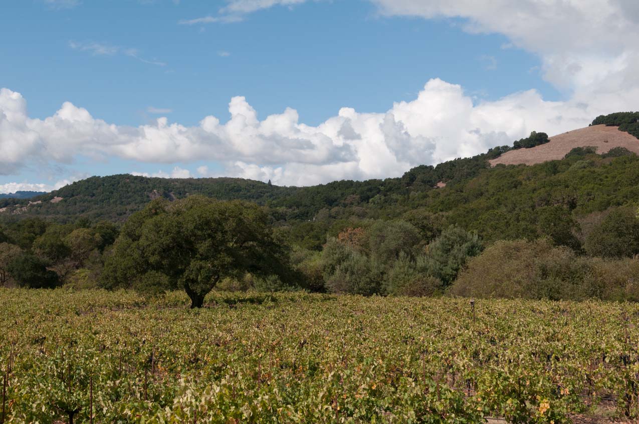 Hillside of the park