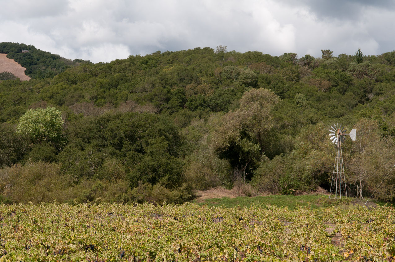 Another view of the hillside