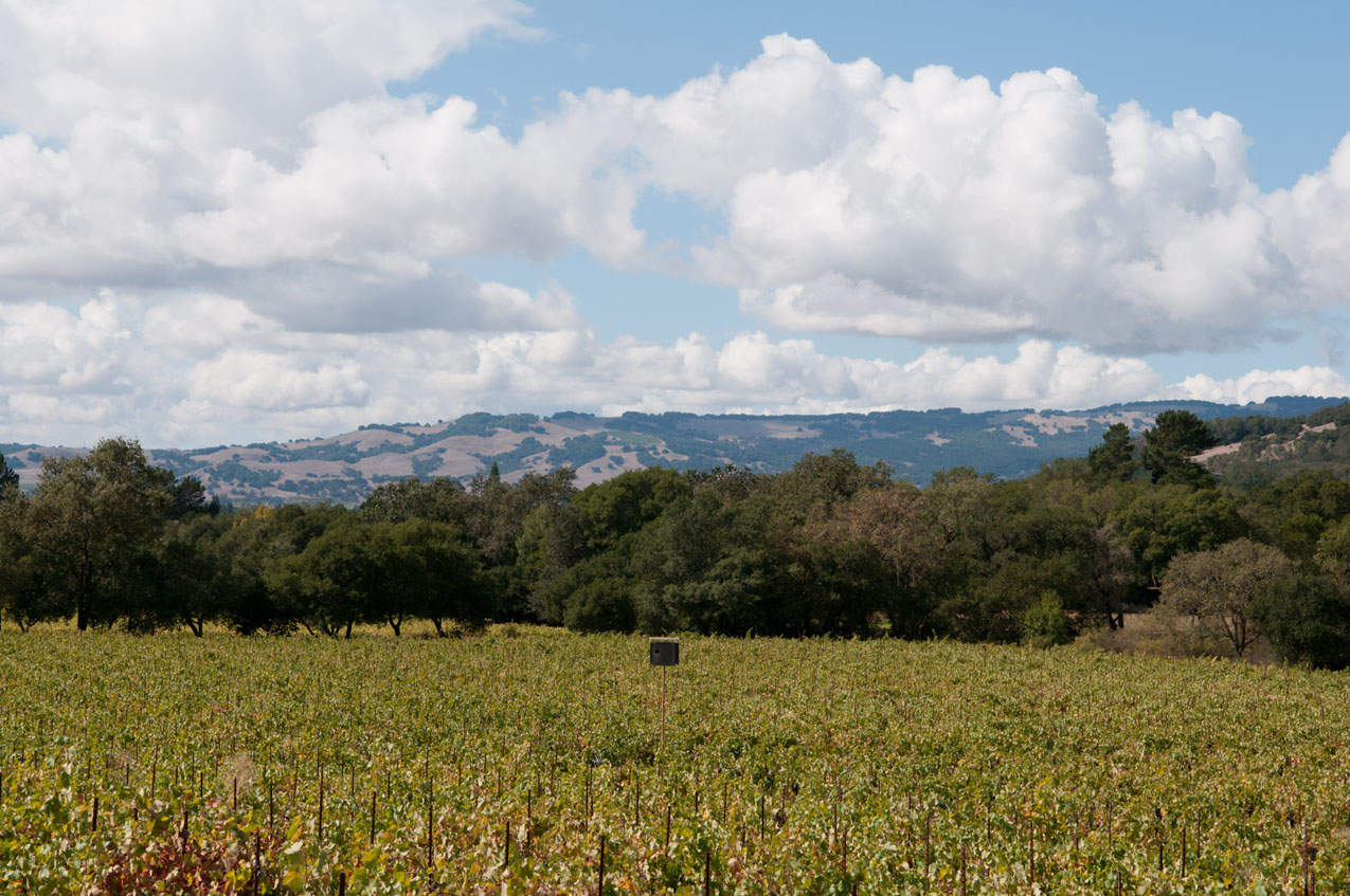 Hillside and vineyard