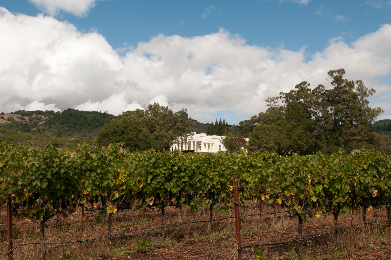 Vineyard with the Villa in the background