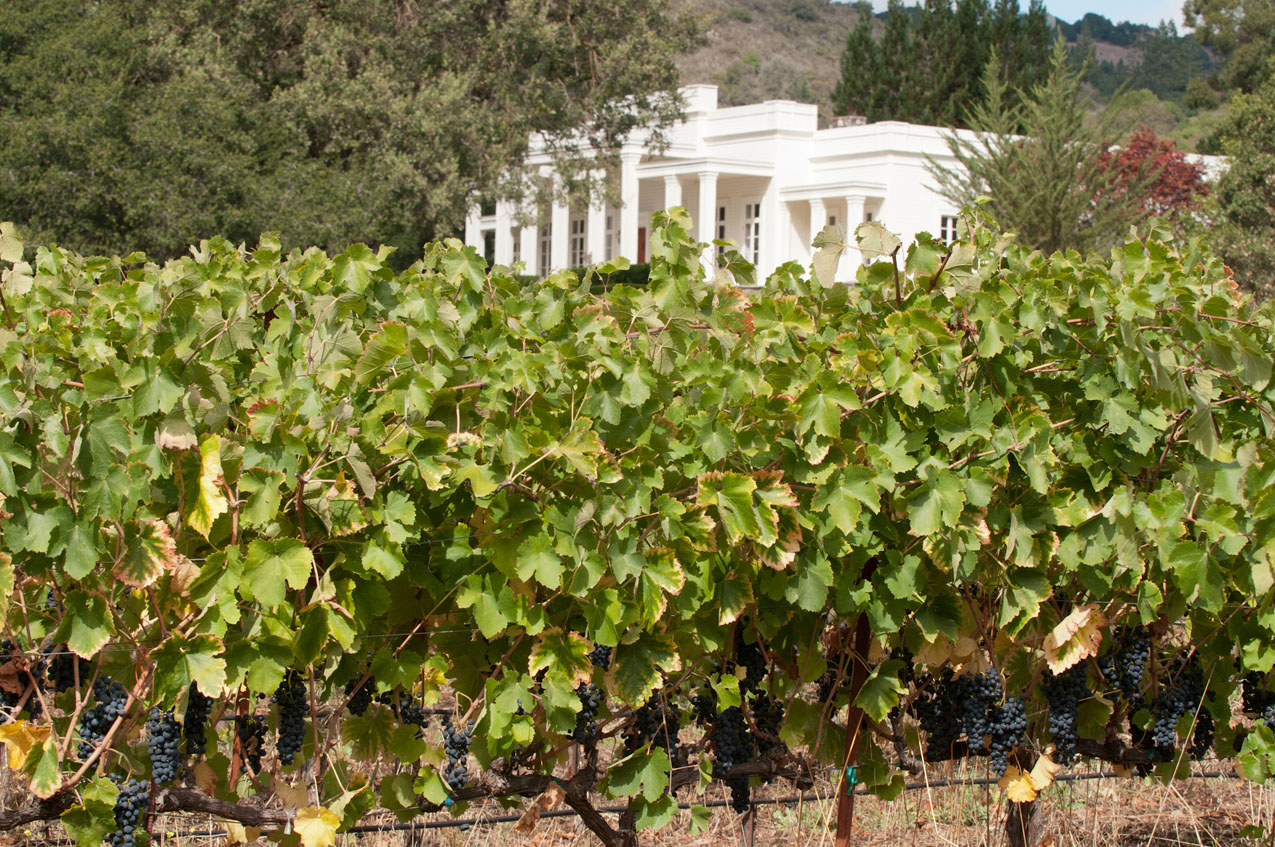 Villa with vineyard in foreground