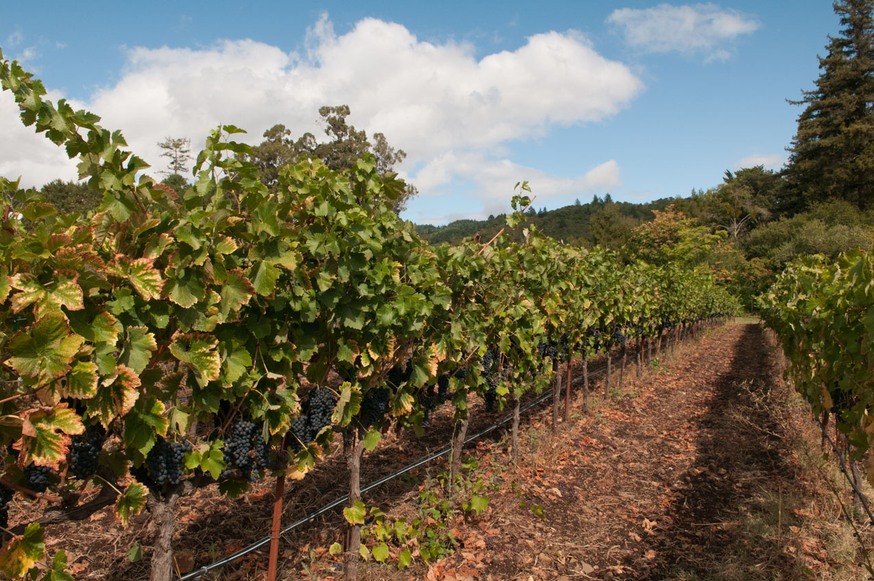 Vineyard row
